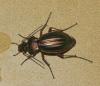 Carabus auratus